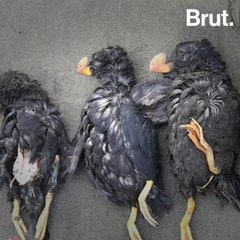Marine heat wave kills nearly 1 million birds
