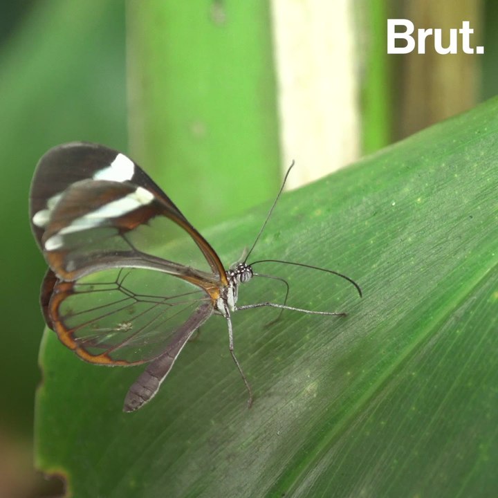 This butterfly relies on transparency to protect itself