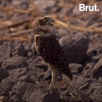 Soybean cultivation threatens biodiversity in Brazil