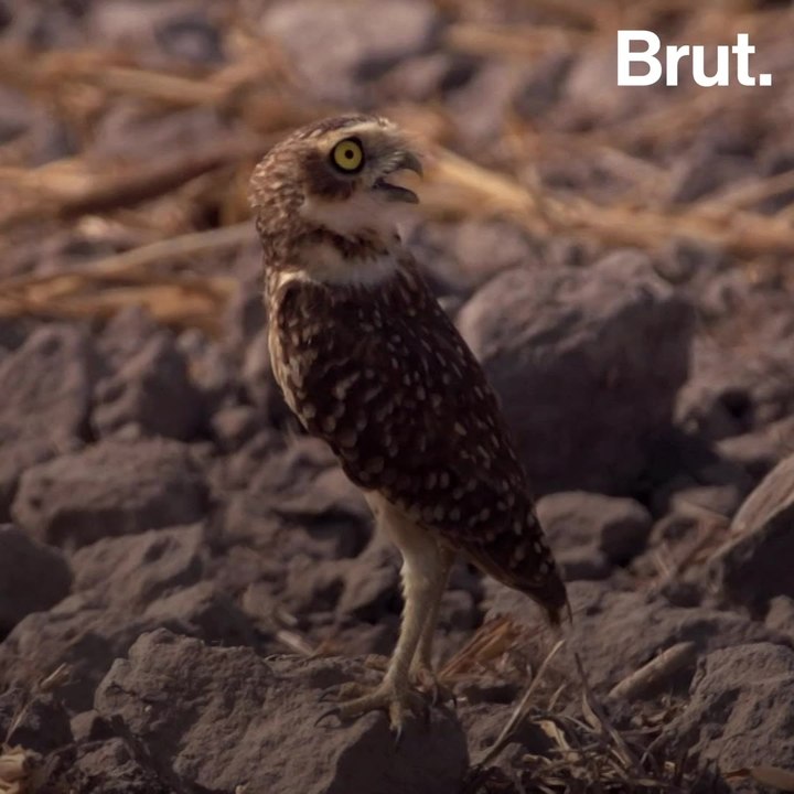 Soybean cultivation threatens biodiversity in Brazil