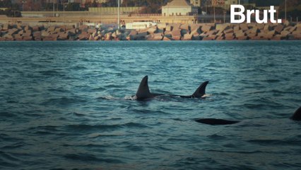 Icelandic orcas spotted in the Italian port of Genoa