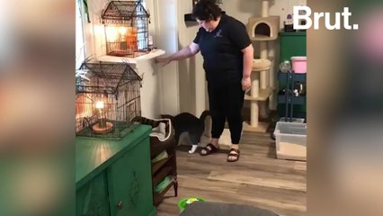 This hotel in Norway has unusual guests...