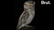 Frogmouths are often confused with tree branches