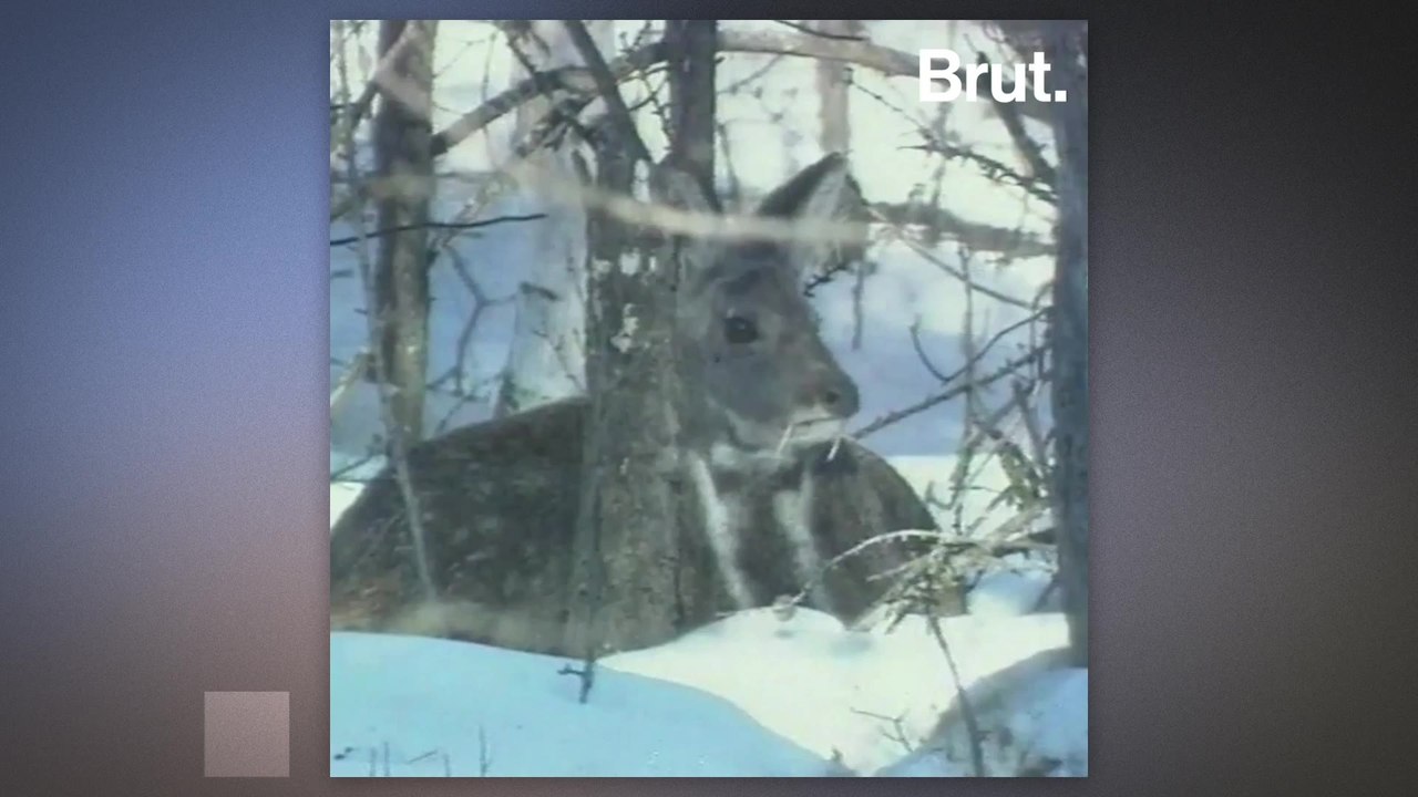Musk deer are highly sought after by poachers