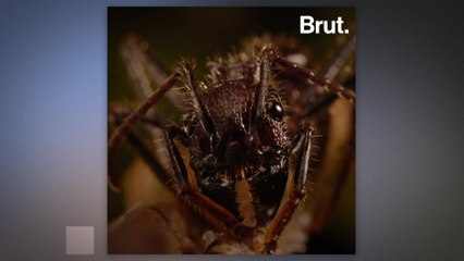 Cordyceps attack insects in order to grow