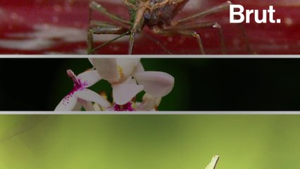 3 fearsome insect predators