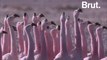 Why flamingos are pink