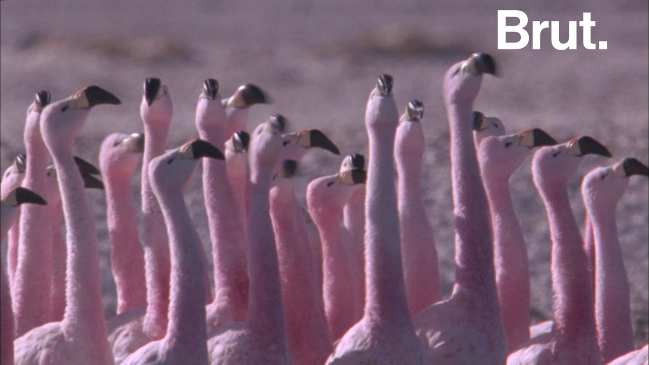 Why flamingos are pink