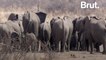 Zimbabwe: More than 50 elephants found dead after drought
