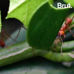How ants carry heavy loads