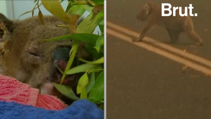 Australia: This woman saved a koala from the flames