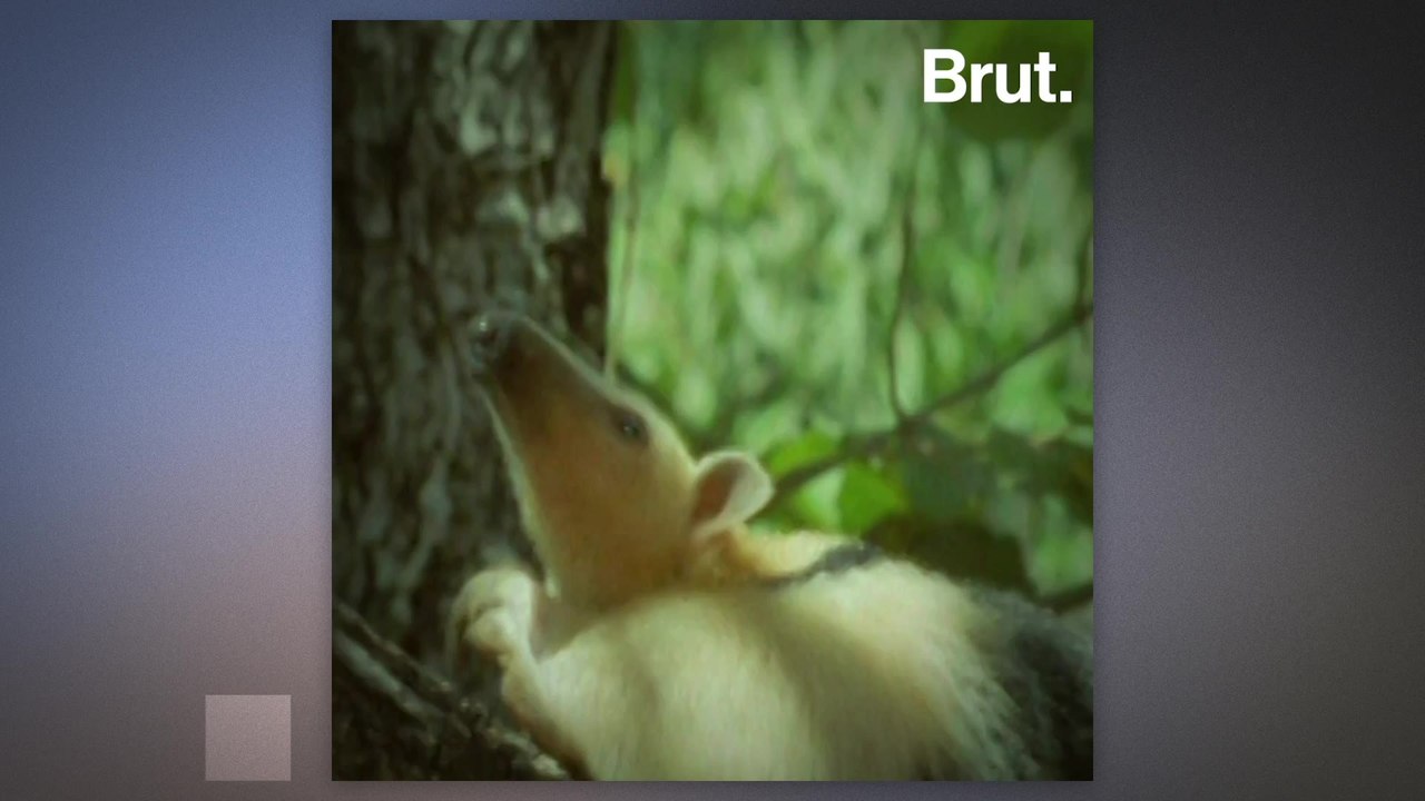 This anteater lives in the forests of South America