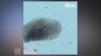 How birds synchronize their flight