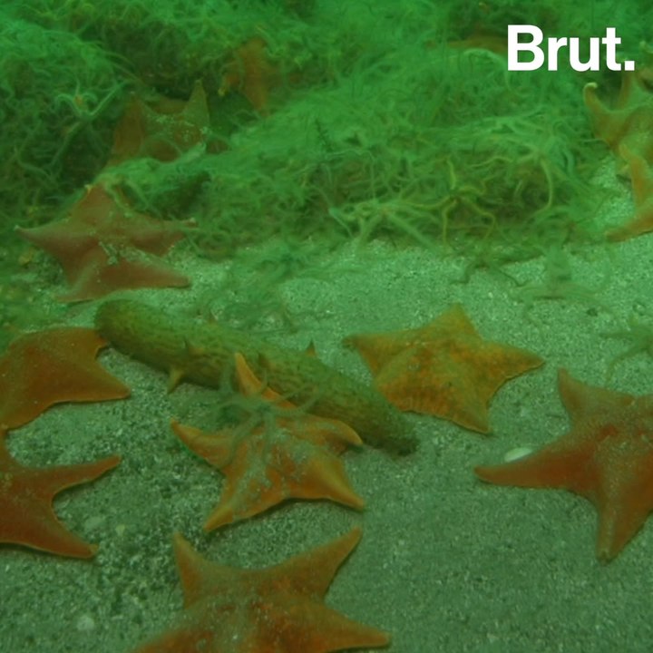 How starfish move around