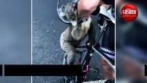 Koala survived by wildfire stops cyclist and drank water from his bottle
