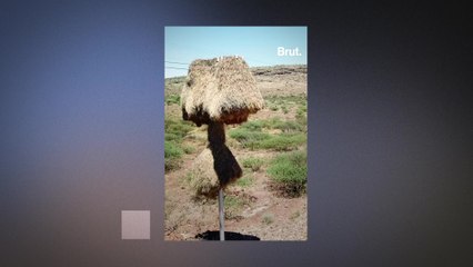 Sociable weaver nests provide shelter to many birds