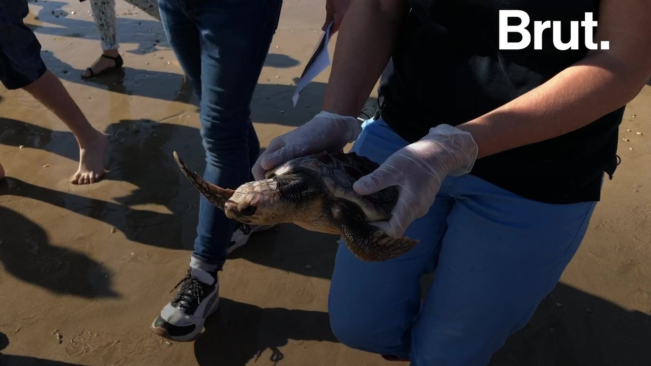 Three sea turtles released into the ocean in France