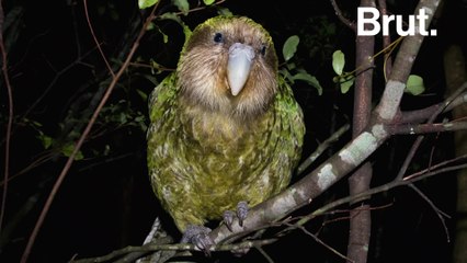 All these animals are threatened by humans