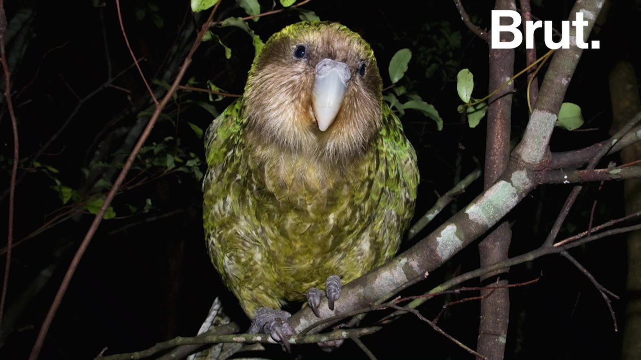 All these animals are threatened by humans