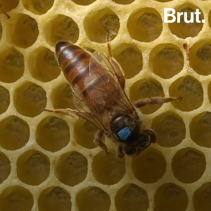These are the different kinds of bees inside a hive