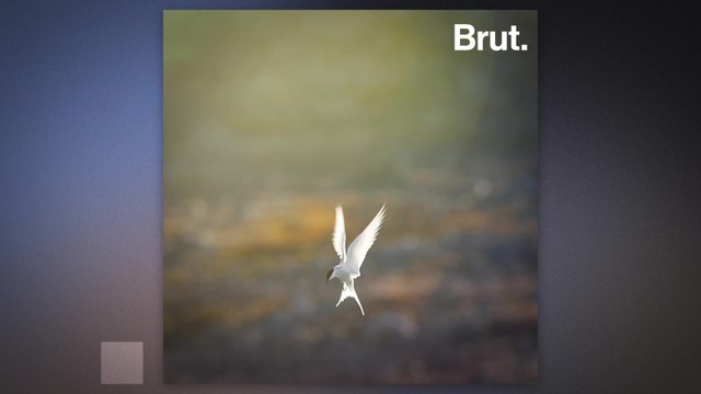 The Arctic tern holds the record for the longest migration