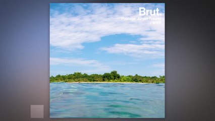 Sipadan offers 12 enchanting diving sites