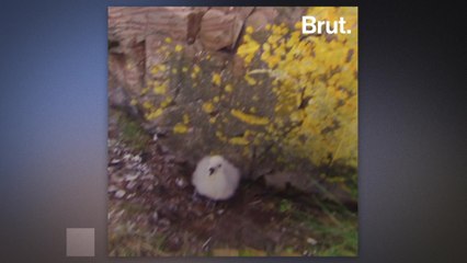 This bird regurgitates a revolting substance onto their predators