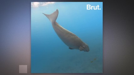 This surprising marine mammal is threatened