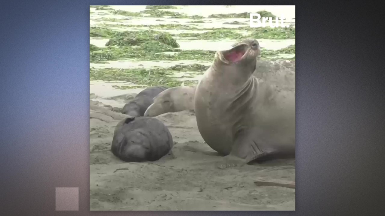 California: these elephant seals are taking advantage of the shutdown