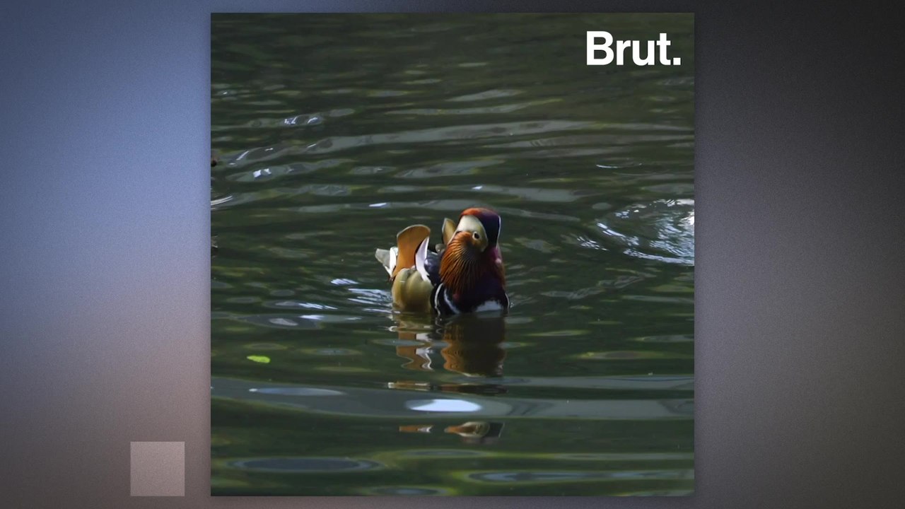A Mandarin duck spotted in Central Park