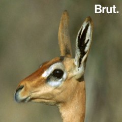 Africa's Gerenuk, a "near threatened" species