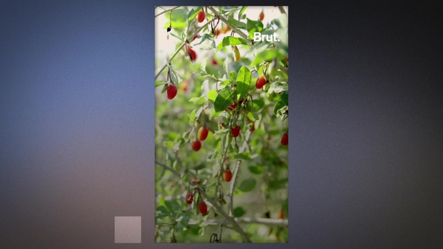 The benefits of Goji berries