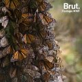 Monarch butterflies may go extinct