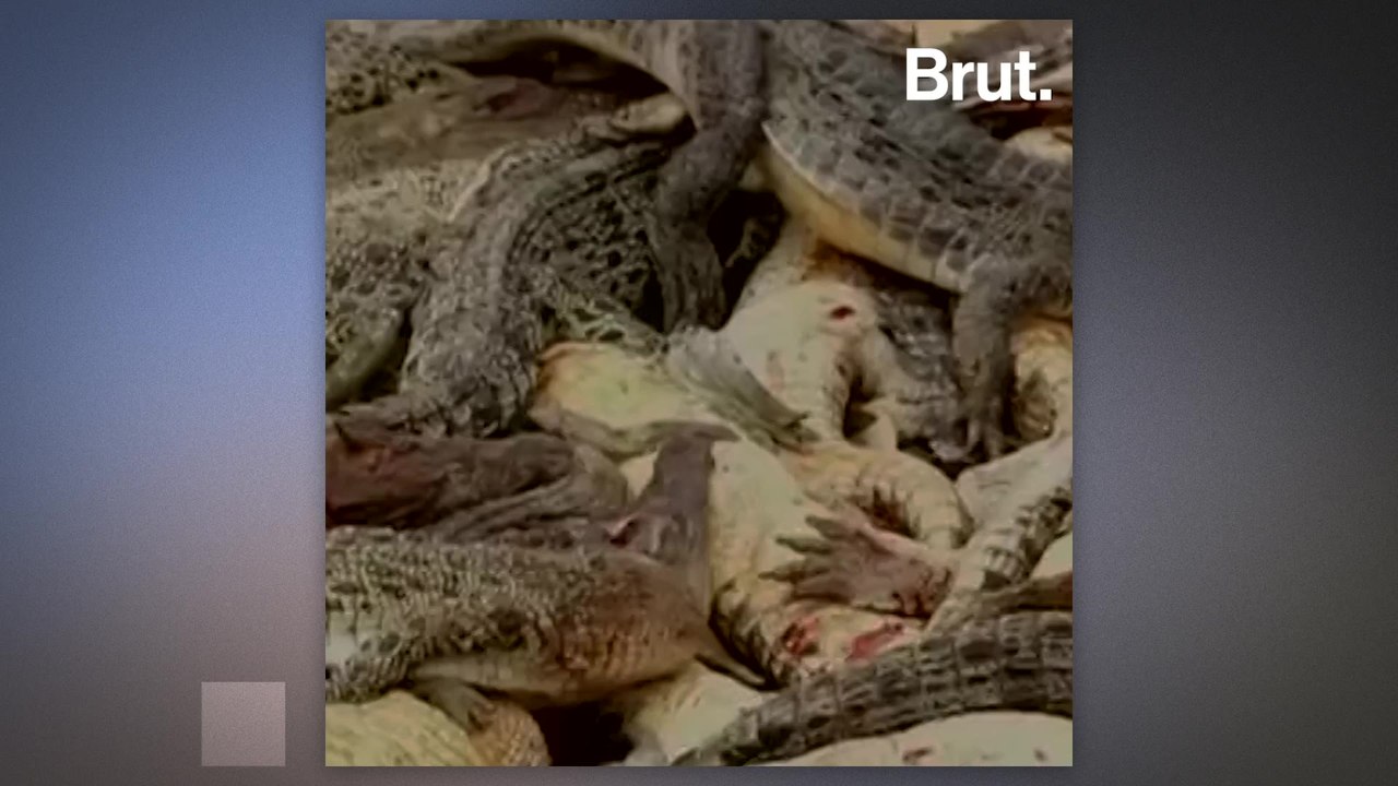 Villagers slaughter nearly 300 crocodiles