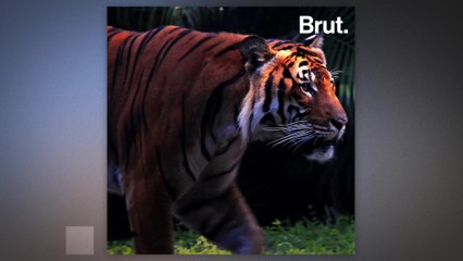 1 million species are now in danger of extinction