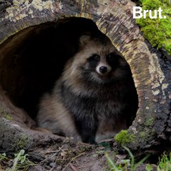 Raccoon dogs are spreading as far as eastern France