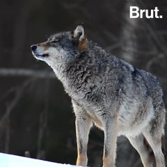 3 reasons to protect wolves