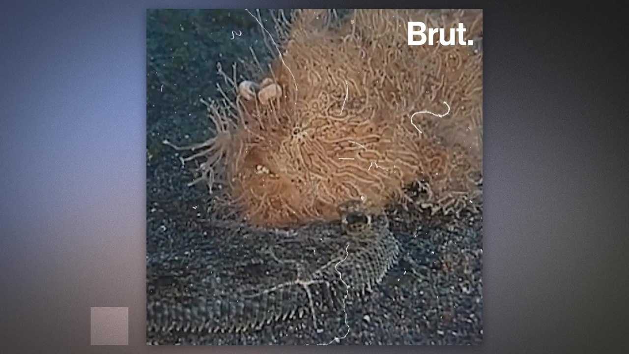 The antennariid is a bizarre animal but a really good hunter