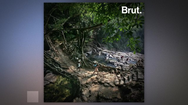 Living root bridges made of living plants