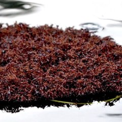 How do army ants travel?