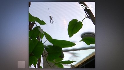 The fear of spiders is the most common phobia worldwide