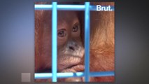 Two baby orangutans saved by authorities