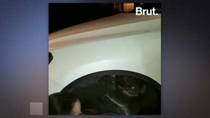 An australian driver finds a koala stuck in his truck