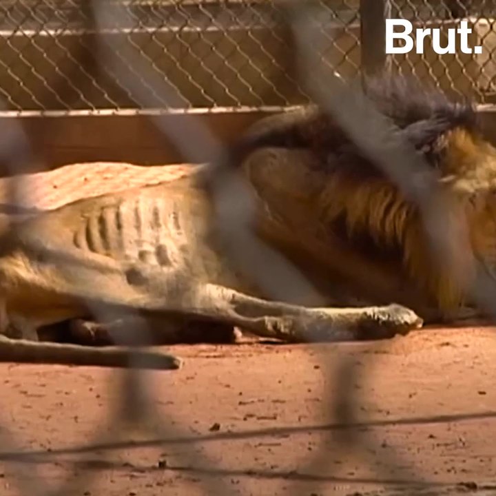 Venezuela zoo animals are being killed to feed other animals