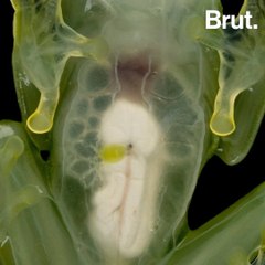 South american glass frogs
