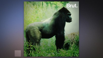 Grauer's gorillas could become the 1st gorilla subspecies to go extinct