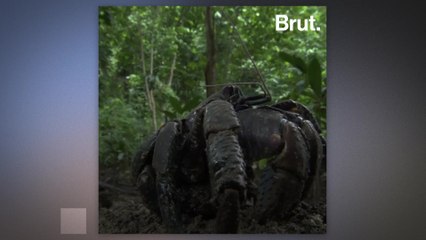 The world's largest land-dwelling arthropod