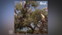 In southwestern Morocco, goats climb trees to eat