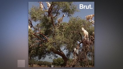 In southwestern Morocco, goats climb trees to eat