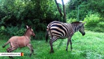Weird Zonkey Born After Zebra Mates With Donkey